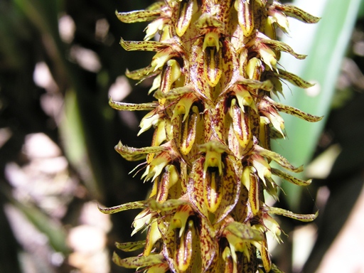 สิงโตรวงข้าว Bulbophyllum morphologorum F.Kranzl.<br/>ORCHIDACEAE